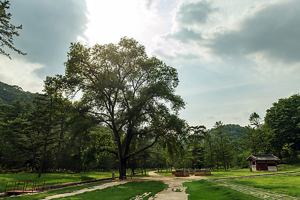 포토 JPG 주간 나무 구름 여행 하늘 한국 풍경 사람없음 야외 여름 관광지 햇빛 여름풍경 문화재 국내여행 명승지 역사탐방 영월 영월장릉 국내포토 자연요소 식물 계절 아시아 태양 역사 강원도 왕릉 탐방 파일형식 여름_계절