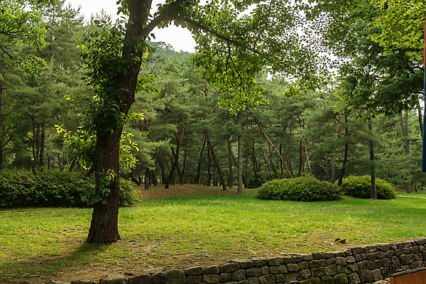 포토 JPG 주간 나무 여행 한국 풍경 사람없음 야외 여름 관광지 여름풍경 문화재 국내여행 명승지 역사탐방 영월 영월장릉 국내포토 자연요소 식물 계절 아시아 역사 강원도 왕릉 탐방 파일형식 여름_계절