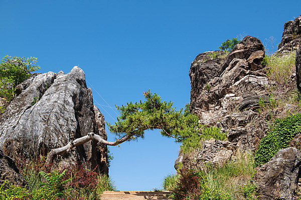 포토 JPG 주간 여행 풍경 사람없음 야외 여름 관광지 소나무 기암괴석 명승지 제천 금월봉 제천10경 두꺼비바위 국내포토 자연요소 나무 계절 문화재 바위_돌 산봉우리 충청북도 파일형식