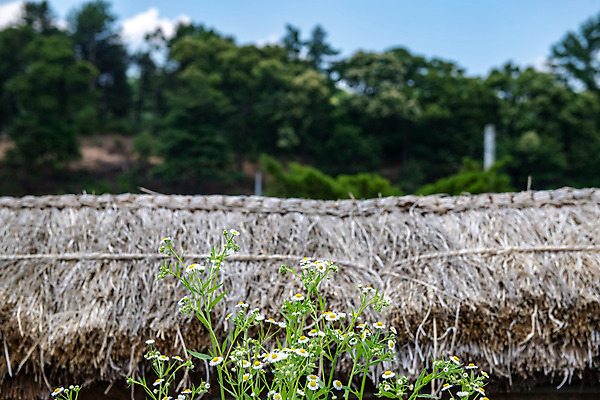 포토 JPG 주간 꽃 여행 초가집 풍경 사람없음 야외 여름 관광지 명승지 제천 제천10경 제천정원태고택 국내포토 자연요소 식물 계절 고건축 한옥 문화재 충청북도 파일형식