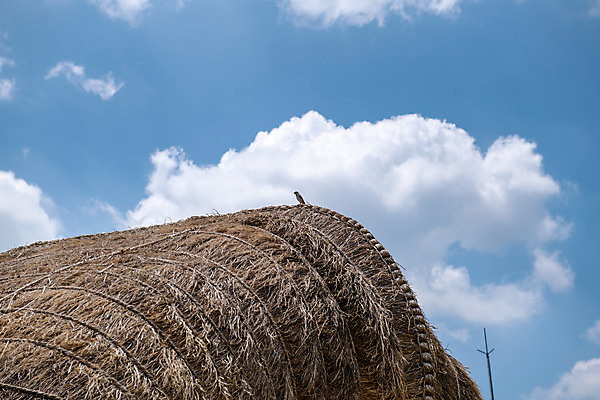 포토 JPG 주간 구름 로우앵글 여행 하늘 지붕 초가집 풍경 사람없음 야외 여름 관광지 명승지 제천 제천10경 제천정원태고택 국내포토 자연요소 계절 뷰포인트 고건축 한옥 문화재 충청북도 파일형식