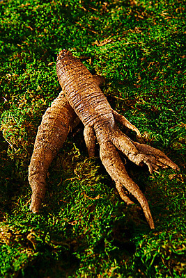 포토 JPG 스튜디오촬영 채소 식재료 실내 이끼 사람없음 두개 신선 유기농 더덕 자연산 제철 초록배경 제철음식 국내포토 웰빙 음식 백그라운드 2 자연 내부 초록색 파일형식