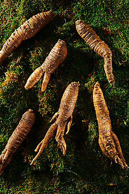 포토 JPG 스튜디오촬영 채소 식재료 실내 이끼 사람없음 여러개 신선 유기농 더덕 자연산 제철 초록배경 제철음식 국내포토 웰빙 음식 다수 백그라운드 자연 내부 초록색 파일형식