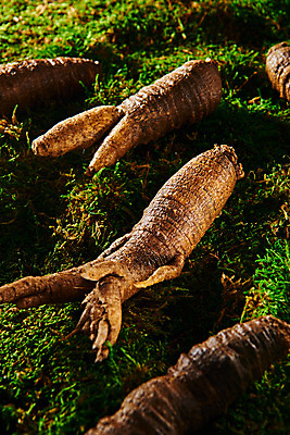 포토 JPG 스튜디오촬영 채소 식재료 실내 이끼 사람없음 여러개 신선 유기농 더덕 자연산 제철 초록배경 제철음식 국내포토 웰빙 음식 다수 백그라운드 자연 내부 초록색 파일형식