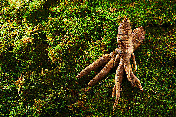 포토 JPG 스튜디오촬영 채소 식재료 실내 이끼 사람없음 두개 신선 유기농 더덕 자연산 제철 초록배경 제철음식 국내포토 웰빙 음식 백그라운드 2 자연 내부 초록색 파일형식