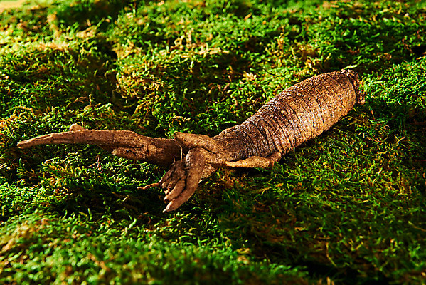 포토 JPG 스튜디오촬영 채소 식재료 실내 이끼 사람없음 한개 신선 유기농 더덕 자연산 제철 초록배경 제철음식 국내포토 1 웰빙 음식 백그라운드 자연 내부 초록색 파일형식