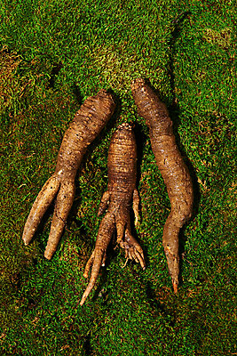 포토 JPG 스튜디오촬영 채소 식재료 실내 이끼 사람없음 하이앵글 신선 세개 유기농 더덕 자연산 제철 플랫레이 초록배경 제철음식 국내포토 웰빙 음식 뷰포인트 백그라운드 자연 3 내부 초록색 플랫 파일형식