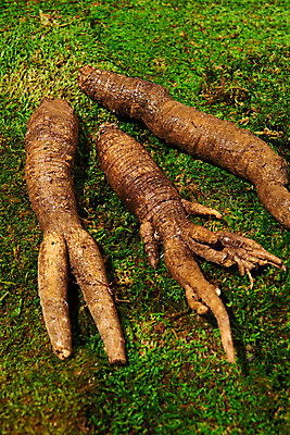 포토 JPG 스튜디오촬영 채소 식재료 실내 이끼 사람없음 신선 세개 유기농 더덕 자연산 제철 초록배경 제철음식 국내포토 웰빙 음식 백그라운드 자연 3 내부 초록색 파일형식