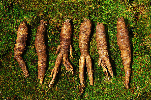 포토 JPG 스튜디오촬영 채소 식재료 실내 이끼 사람없음 하이앵글 여러개 신선 유기농 더덕 자연산 제철 플랫레이 초록배경 제철음식 국내포토 웰빙 음식 뷰포인트 다수 백그라운드 자연 내부 초록색 플랫 파일형식