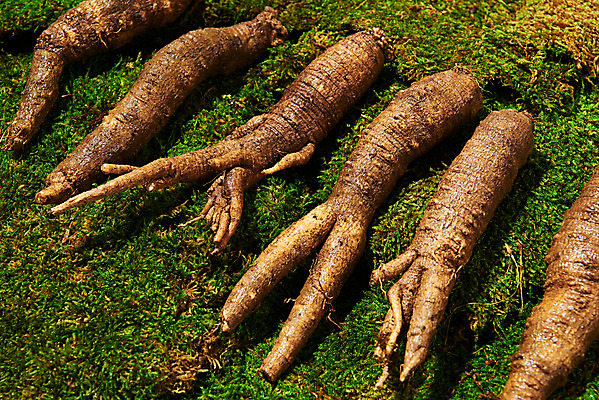 포토 JPG 스튜디오촬영 채소 식재료 실내 이끼 사람없음 여러개 신선 유기농 더덕 자연산 제철 초록배경 제철음식 국내포토 웰빙 음식 다수 백그라운드 자연 내부 초록색 파일형식