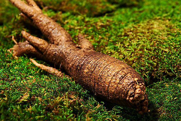 포토 JPG 스튜디오촬영 채소 식재료 실내 이끼 사람없음 한개 신선 유기농 더덕 자연산 제철 초록배경 제철음식 국내포토 1 웰빙 음식 백그라운드 자연 내부 초록색 파일형식