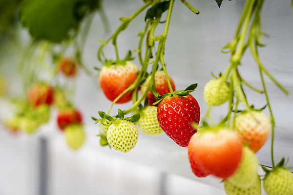 포토 JPG 딸기 실내 사람없음 아웃포커스 신선 체험 달콤 유기농 농장체험 딸기농장 제철과일 국내포토 웰빙 컨셉 과일 촬영기법 내부 농장 체험학습 맛 제철 파일형식
