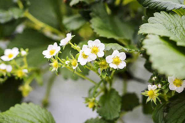 포토 JPG 딸기 실내 근접촬영 사람없음 아웃포커스 신선 체험 달콤 유기농 농장체험 딸기꽃 딸기농장 국내포토 웰빙 꽃 뷰포인트 컨셉 과일 촬영기법 내부 농장 체험학습 맛 파일형식