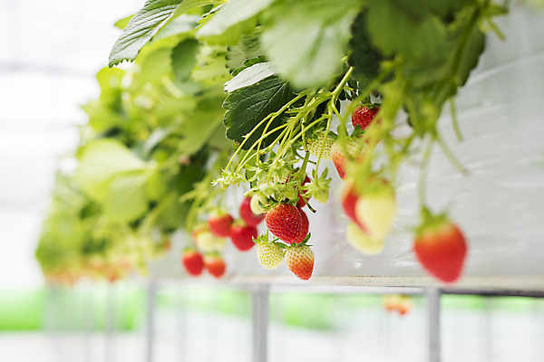 포토 JPG 딸기 실내 근접촬영 사람없음 아웃포커스 신선 체험 달콤 유기농 농장체험 딸기농장 제철과일 국내포토 웰빙 뷰포인트 컨셉 과일 촬영기법 내부 농장 체험학습 맛 제철 파일형식