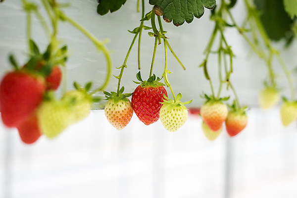 포토 JPG 딸기 실내 근접촬영 사람없음 아웃포커스 신선 체험 달콤 유기농 농장체험 딸기농장 제철과일 국내포토 웰빙 뷰포인트 컨셉 과일 촬영기법 내부 농장 체험학습 맛 제철 파일형식