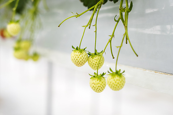 포토 JPG 딸기 실내 사람없음 아웃포커스 신선 체험 달콤 유기농 농장체험 딸기농장 국내포토 웰빙 컨셉 과일 촬영기법 내부 농장 체험학습 맛 파일형식