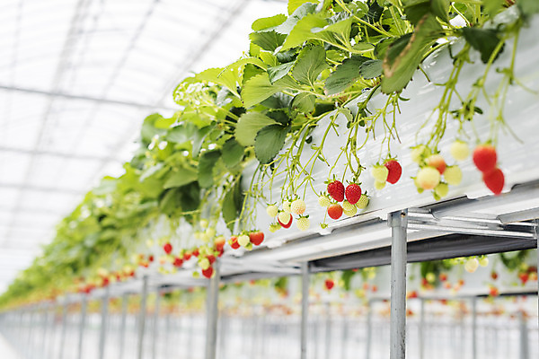 포토 JPG 딸기 실내 사람없음 여러개 신선 체험 달콤 유기농 농장체험 딸기농장 딸기잎 제철과일 국내포토 웰빙 다수 컨셉 잎 과일 내부 농장 체험학습 맛 제철 파일형식