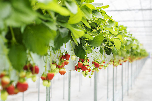 포토 JPG 딸기 실내 사람없음 아웃포커스 여러개 신선 체험 달콤 유기농 농장체험 딸기농장 딸기잎 제철과일 국내포토 웰빙 다수 컨셉 잎 과일 촬영기법 내부 농장 체험학습 맛 제철 파일형식
