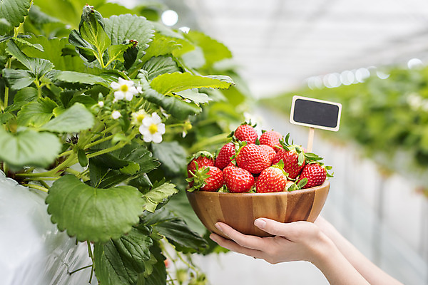 포토 JPG 손 여자 딸기 실내 들기 20대 아웃포커스 신체부위 한국인 신선 체험 달콤 유기농 농장체험 나무그릇 딸기꽃 딸기농장 제철과일 국내포토 그릇 웰빙 꽃 컨셉 과일 모션 촬영기법 사람 동양인 청년 내부 목재 농장 체험학습 맛 제철 파일형식