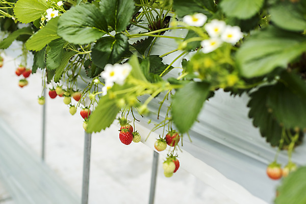 포토 JPG 딸기 실내 사람없음 아웃포커스 신선 체험 달콤 유기농 농장체험 딸기꽃 딸기농장 딸기잎 국내포토 웰빙 꽃 컨셉 잎 과일 촬영기법 내부 농장 체험학습 맛 파일형식