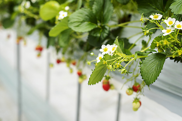 포토 JPG 딸기 실내 사람없음 아웃포커스 신선 체험 달콤 유기농 농장체험 딸기꽃 딸기농장 딸기잎 국내포토 웰빙 꽃 컨셉 잎 과일 촬영기법 내부 농장 체험학습 맛 파일형식