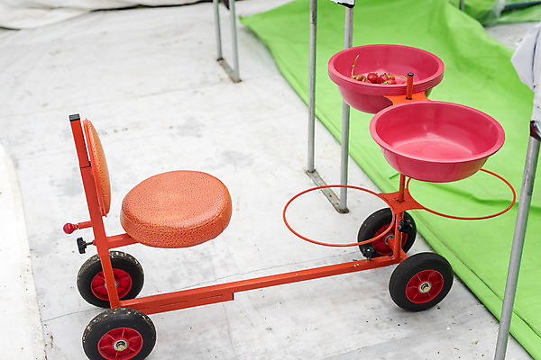 포토 JPG 딸기 실내 사람없음 바구니 기계 카트 신선 체험 달콤 유기농 농장체험 딸기농장 국내포토 웰빙 컨셉 과일 내부 농장 체험학습 맛 파일형식