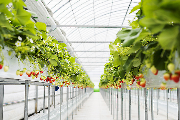 포토 JPG 딸기 실내 사람없음 아웃포커스 신선 체험 달콤 유기농 농장체험 딸기농장 딸기잎 국내포토 웰빙 컨셉 잎 과일 촬영기법 내부 농장 체험학습 맛 파일형식