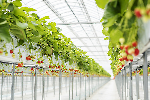 포토 JPG 딸기 실내 사람없음 아웃포커스 신선 체험 달콤 유기농 농장체험 딸기농장 딸기잎 국내포토 웰빙 컨셉 잎 과일 촬영기법 내부 농장 체험학습 맛 파일형식