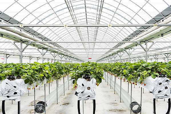 포토 JPG 딸기 실내 사람없음 신선 체험 달콤 유기농 농장체험 딸기농장 딸기잎 국내포토 웰빙 컨셉 잎 과일 내부 농장 체험학습 맛 파일형식