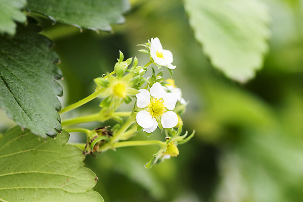 포토 JPG 딸기 실내 근접촬영 사람없음 아웃포커스 신선 체험 달콤 유기농 농장체험 딸기꽃 딸기농장 딸기잎 국내포토 웰빙 꽃 뷰포인트 컨셉 잎 과일 촬영기법 내부 농장 체험학습 맛 파일형식