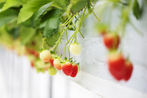 포토 JPG 딸기 실내 근접촬영 사람없음 아웃포커스 신선 체험 달콤 유기농 농장체험 딸기농장 제철과일 국내포토 웰빙 뷰포인트 컨셉 과일 촬영기법 내부 농장 체험학습 맛 제철 파일형식