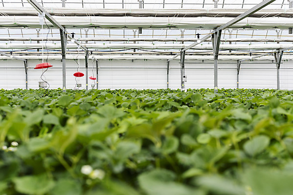 포토 JPG 딸기 실내 사람없음 신선 체험 달콤 유기농 농장체험 딸기농장 국내포토 웰빙 컨셉 과일 내부 농장 체험학습 맛 파일형식