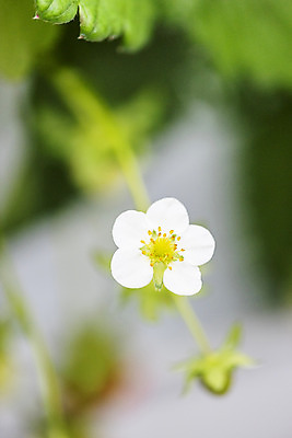 포토 JPG 딸기 실내 근접촬영 사람없음 아웃포커스 신선 체험 달콤 유기농 농장체험 딸기꽃 딸기농장 딸기잎 국내포토 웰빙 꽃 뷰포인트 컨셉 잎 과일 촬영기법 내부 농장 체험학습 맛 파일형식