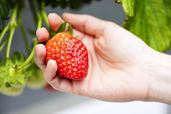 포토 JPG 손 여자 딸기 실내 20대 신체부위 한국인 신선 체험 달콤 유기농 농장체험 딸기농장 제철과일 국내포토 웰빙 컨셉 과일 사람 동양인 청년 내부 농장 체험학습 맛 제철 파일형식