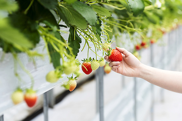 포토 JPG 손 여자 딸기 실내 20대 아웃포커스 신체부위 한국인 신선 체험 달콤 유기농 농장체험 딸기농장 제철과일 국내포토 웰빙 컨셉 과일 촬영기법 사람 동양인 청년 내부 농장 체험학습 맛 제철 파일형식