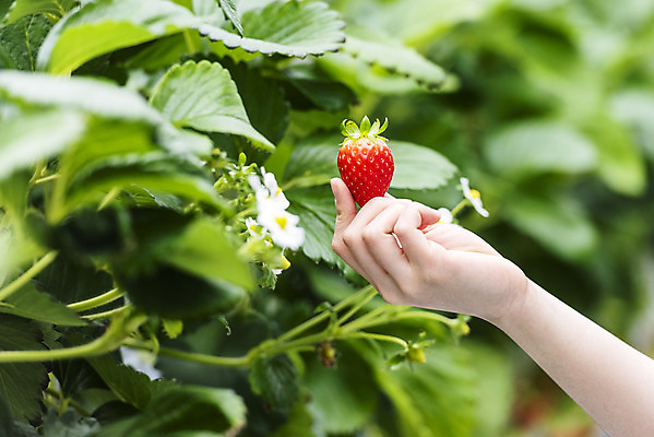 포토 JPG 손 여자 딸기 실내 들기 20대 아웃포커스 신체부위 한국인 신선 체험 달콤 유기농 농장체험 딸기농장 제철과일 국내포토 웰빙 컨셉 과일 모션 촬영기법 사람 동양인 청년 내부 농장 체험학습 맛 제철 파일형식