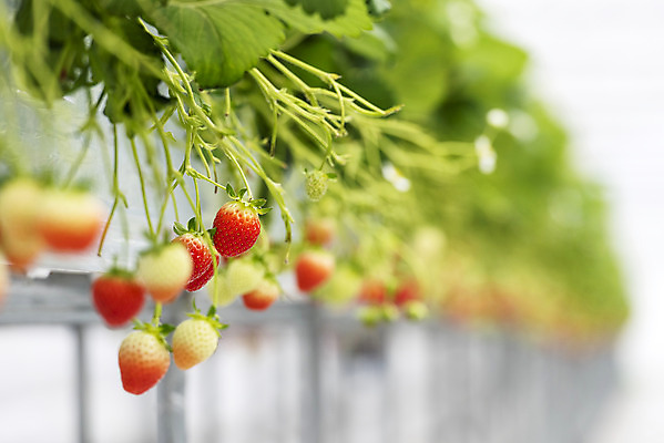 포토 JPG 딸기 실내 사람없음 아웃포커스 신선 체험 달콤 유기농 농장체험 딸기농장 제철과일 국내포토 웰빙 컨셉 과일 촬영기법 내부 농장 체험학습 맛 제철 파일형식