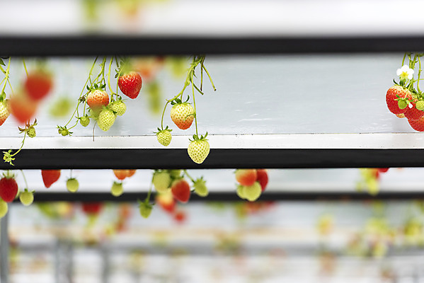 포토 JPG 딸기 실내 사람없음 아웃포커스 신선 체험 달콤 유기농 농장체험 딸기농장 제철과일 국내포토 웰빙 컨셉 과일 촬영기법 내부 농장 체험학습 맛 제철 파일형식