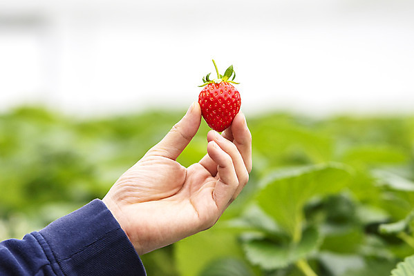 포토 JPG 손 여자 딸기 실내 20대 아웃포커스 신체부위 한국인 신선 체험 달콤 유기농 농장체험 딸기농장 제철과일 국내포토 웰빙 컨셉 과일 촬영기법 사람 동양인 청년 내부 농장 체험학습 맛 제철 파일형식