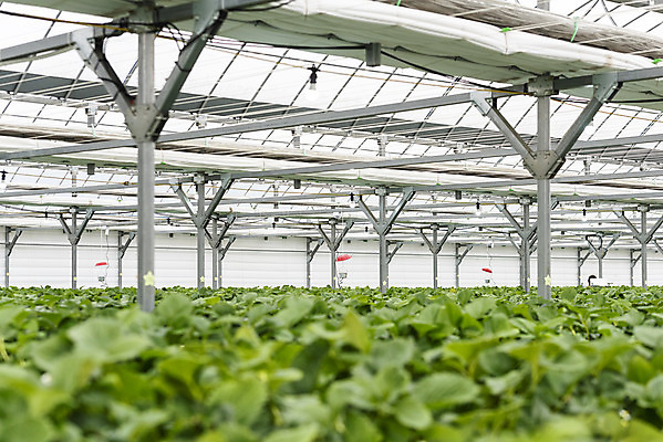 포토 JPG 딸기 실내 사람없음 신선 체험 달콤 유기농 농장체험 딸기농장 딸기잎 국내포토 웰빙 컨셉 잎 과일 내부 농장 체험학습 맛 파일형식