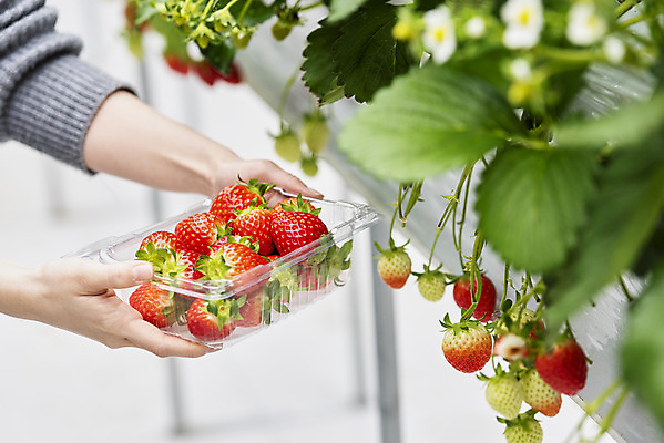 포토 JPG 손 여자 딸기 실내 20대 신체부위 한국인 신선 체험 달콤 유기농 농장체험 딸기꽃 딸기따기 딸기농장 딸기잎 제철과일 국내포토 웰빙 꽃 컨셉 잎 과일 사람 동양인 청년 내부 농장 체험학습 맛 제철 파일형식