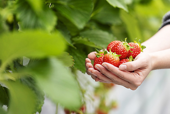 포토 JPG 손 여자 딸기 실내 들기 20대 아웃포커스 신체부위 한국인 신선 체험 달콤 유기농 농장체험 딸기농장 딸기잎 제철과일 국내포토 웰빙 컨셉 잎 과일 모션 촬영기법 사람 동양인 청년 내부 농장 체험학습 맛 제철 파일형식