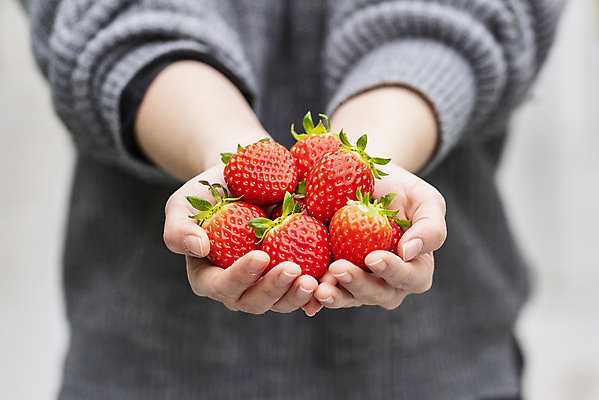 포토 JPG 손 여자 딸기 실내 들기 20대 신체부위 한국인 신선 체험 달콤 유기농 농장체험 딸기농장 제철과일 국내포토 웰빙 컨셉 과일 모션 사람 동양인 청년 내부 농장 체험학습 맛 제철 파일형식