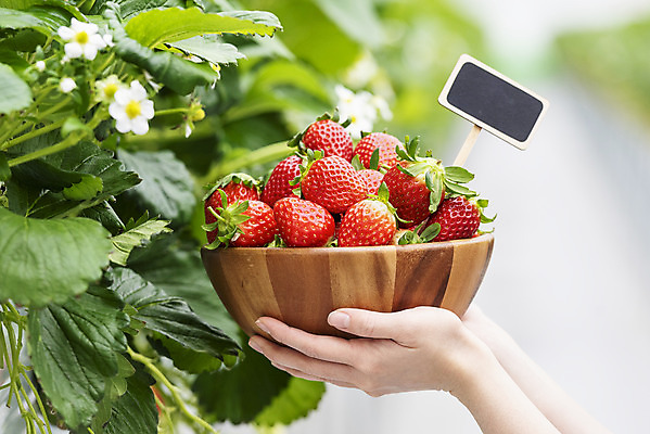 포토 JPG 손 여자 딸기 실내 들기 20대 아웃포커스 신체부위 한국인 신선 체험 달콤 유기농 농장체험 나무그릇 딸기꽃 딸기농장 제철과일 국내포토 그릇 웰빙 꽃 컨셉 과일 모션 촬영기법 사람 동양인 청년 내부 목재 농장 체험학습 맛 제철 파일형식