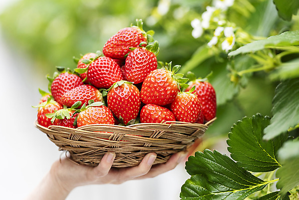 포토 JPG 손 여자 딸기 실내 20대 아웃포커스 신체부위 쌓기 한국인 신선 체험 달콤 유기농 농장체험 딸기농장 라탄바구니 제철과일 국내포토 웰빙 컨셉 과일 모션 촬영기법 사람 동양인 청년 내부 농장 바구니 체험학습 맛 제철 파일형식