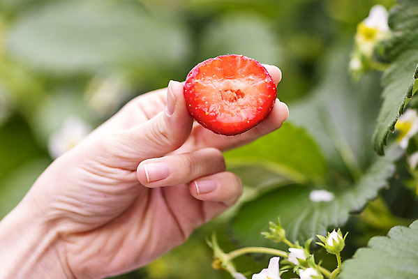 포토 JPG 손 여자 딸기 단면 실내 들기 20대 아웃포커스 신체부위 한국인 신선 체험 달콤 먹기 유기농 농장체험 딸기농장 제철과일 국내포토 웰빙 컨셉 과일 모션 촬영기법 사람 동양인 청년 내부 농장 체험학습 맛 제철 파일형식