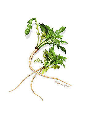 PSD 일러스트 사람없음 신선 오브젝트 유기농 나물 냉이 봄나물 디테일 국내일러스트 웰빙 채소 파일형식