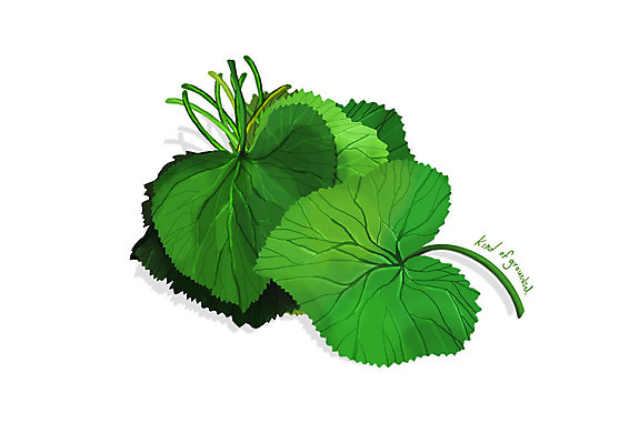 PSD 일러스트 사람없음 신선 오브젝트 유기농 나물 봄나물 곰취 디테일 산나물 국내일러스트 웰빙 채소 파일형식