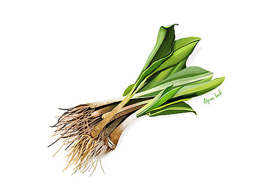 PSD 일러스트 사람없음 신선 오브젝트 유기농 나물 봄나물 산마늘 디테일 국내일러스트 웰빙 채소 파일형식