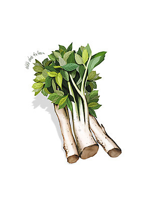 PSD 일러스트 사람없음 신선 오브젝트 유기농 나물 두릅 봄나물 땅두릅 디테일 산나물 국내일러스트 웰빙 채소 파일형식